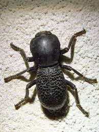 Attēlu rezultāti vaicājumam “Zopheridae”