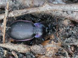 Attēlu rezultāti vaicājumam “Carabus nemoralis”
