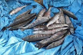 Image result for Oncorhynchus keta