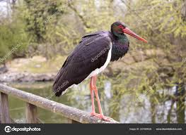 Attēlu rezultāti vaicājumam “Ciconia nigra”