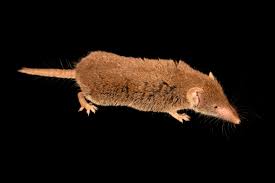 Attēlu rezultāti vaicājumam “Sorex araneus”