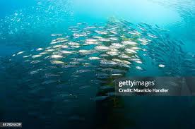 Image result for Clupea pallasii