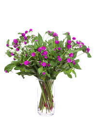 Image result for Kugelamarant