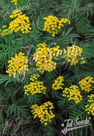 Image result for Tanacetum vulgare