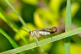 Attēlu rezultāti vaicājumam “Panorpa communis”