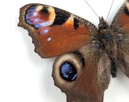 Attēlu rezultāti vaicājumam “Inachis io”