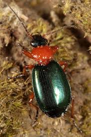 Attēlu rezultāti vaicājumam “Lebia chlorocephala”