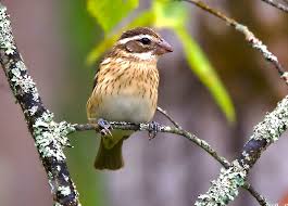 Image result for Pheucticus ludovicianus