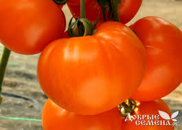 Afbeeldingsresultaat voor belarus orange tomato