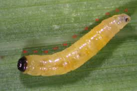 Attēlu rezultāti vaicājumam “Macrosteles nymph”