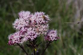 Image result for Eupatorium cannabinum