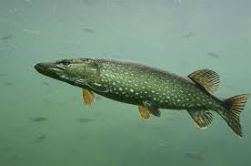 Image result for Esox lucius