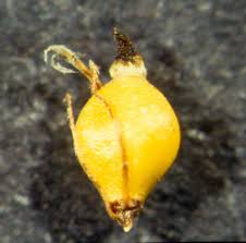 Attēlu rezultāti vaicājumam “Eleocharis uniglumis leaf”