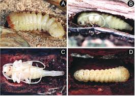 Attēlu rezultāti vaicājumam “Acanthocinus aedilis”