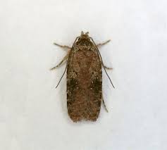 Attēlu rezultāti vaicājumam “Argyresthia albistria”