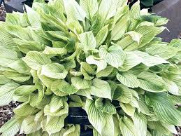 Image result for Hosta White Feather