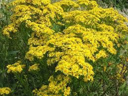Attēlu rezultāti vaicājumam “Jacobaea vulgaris flower”