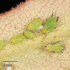 Attēlu rezultāti vaicājumam “Aphis farinosa”