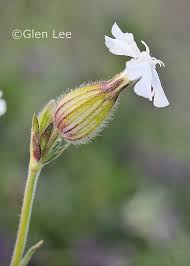 Attēlu rezultāti vaicājumam “Silene latifolia subsp. alba flower”