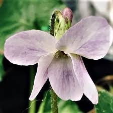 Attēlu rezultāti vaicājumam “Viola odorata flower”