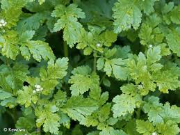 Image result for Tanacetum parthenium