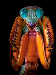 Attēlu rezultāti vaicājumam “Diacrisia sannio male”