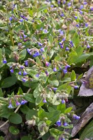 Attēlu rezultāti vaicājumam “Pulmonaria angustifolia flower”
