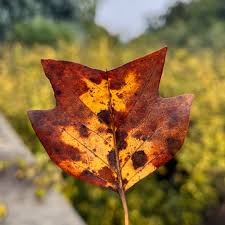 Attēlu rezultāti vaicājumam “Liriodendron tulipifera leaf”