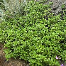 Image result for Thymian