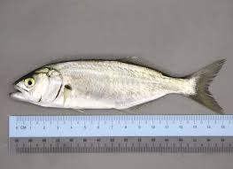 Image result for Pomatomus saltatrix