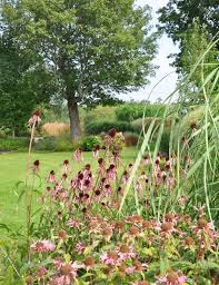 Attēlu rezultāti vaicājumam “Calamagrostis purpurea flower”