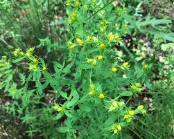 Image result for Hypericum perforatum