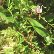 Attēlu rezultāti vaicājumam “Oxycoccus microcarpus leaf”