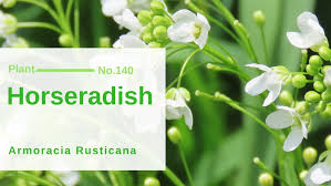 Attēlu rezultāti vaicājumam “Armoracia rusticana flower”