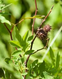 Attēlu rezultāti vaicājumam “Diplolepis bicolor”