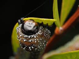 Attēlu rezultāti vaicājumam “Tenthredo scrophulariae exuvia”