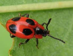 Attēlu rezultāti vaicājumam “Endomychus coccineus”