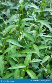 Attēlu rezultāti vaicājumam “Persicaria hydropiper”