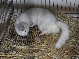 Attēlu rezultāti vaicājumam “Mustela vison”