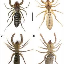 Attēlu rezultāti vaicājumam “Scapania apiculata”