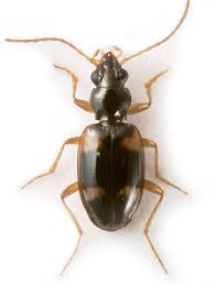 Attēlu rezultāti vaicājumam “Bembidion sp.”