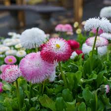 Image result for Bellis perennis