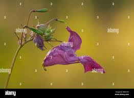 Attēlu rezultāti vaicājumam “Impatiens parviflora fruit”