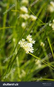 Attēlu rezultāti vaicājumam “Rhynchospora alba flower”