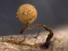 Attēlu rezultāti vaicājumam “Cribraria intricata”