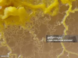 Attēlu rezultāti vaicājumam “Physarum conglomeratum sessile”