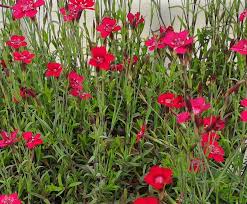Attēlu rezultāti vaicājumam “Dianthus deltoides”