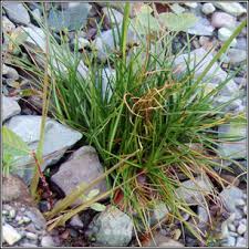 Attēlu rezultāti vaicājumam “Juncus squarrosus”