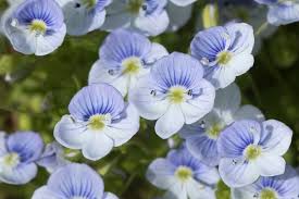 Attēlu rezultāti vaicājumam “Veronica filiformis”