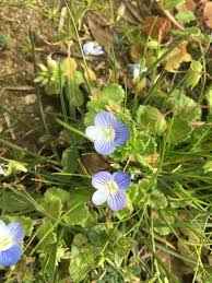 Attēlu rezultāti vaicājumam “Veronica filiformis flower”